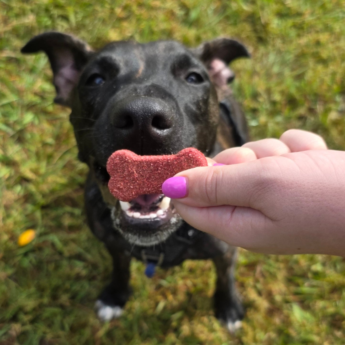 Bursting Beetroot Dog Treat Cookies