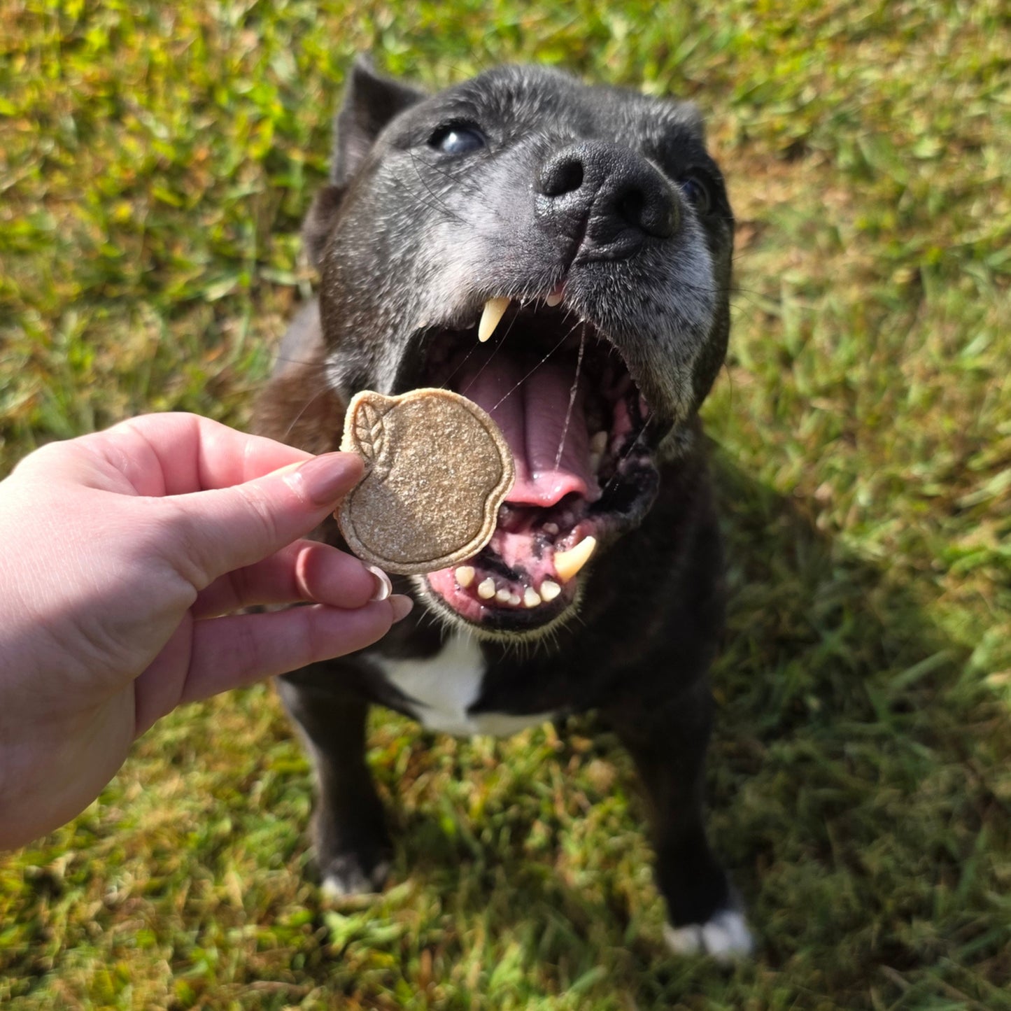 Apple Pie Dog Treat Cookies
