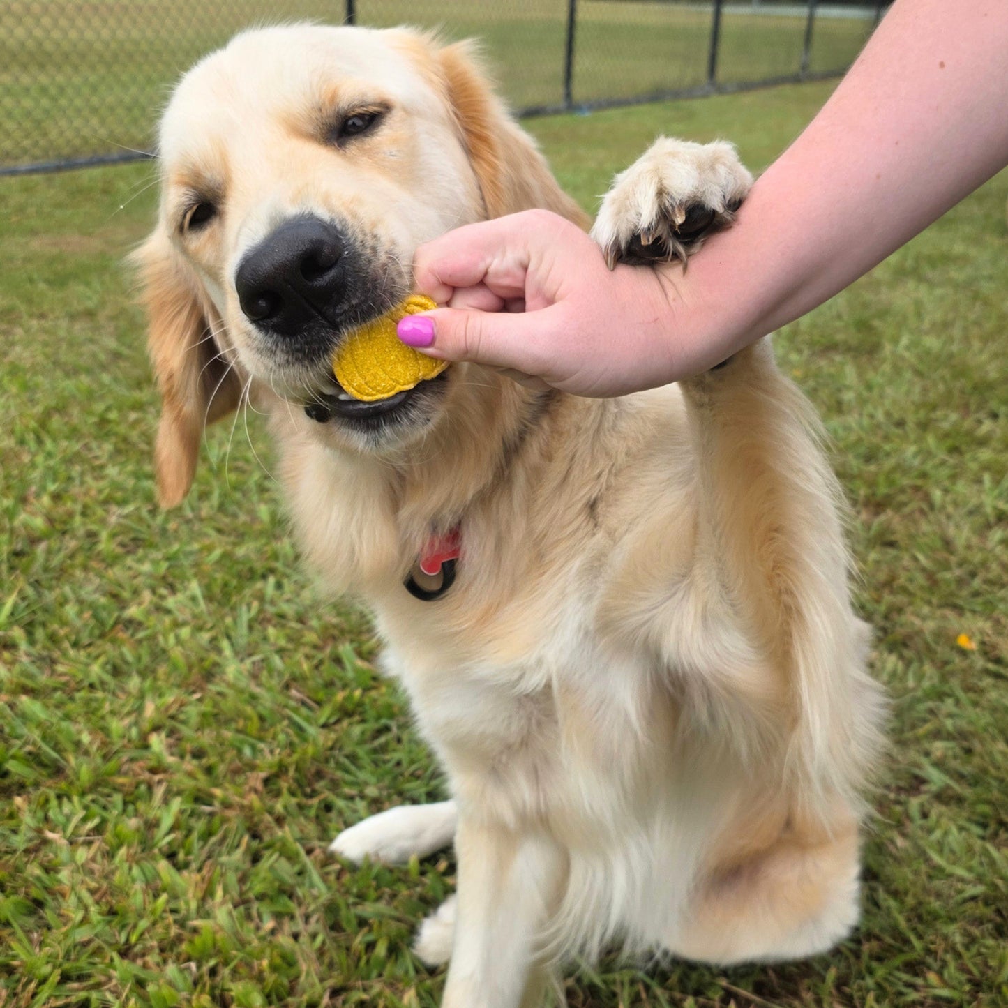 Pumpkin Delight Dog Treat Cookies