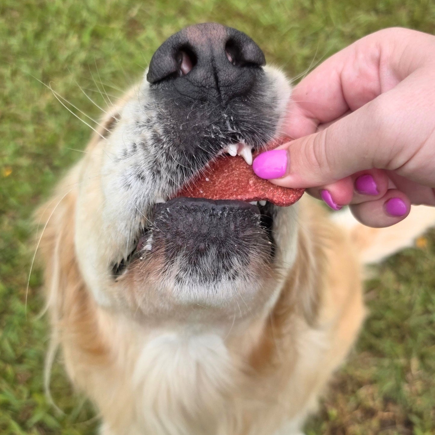 Bursting Beetroot Dog Treat Cookies