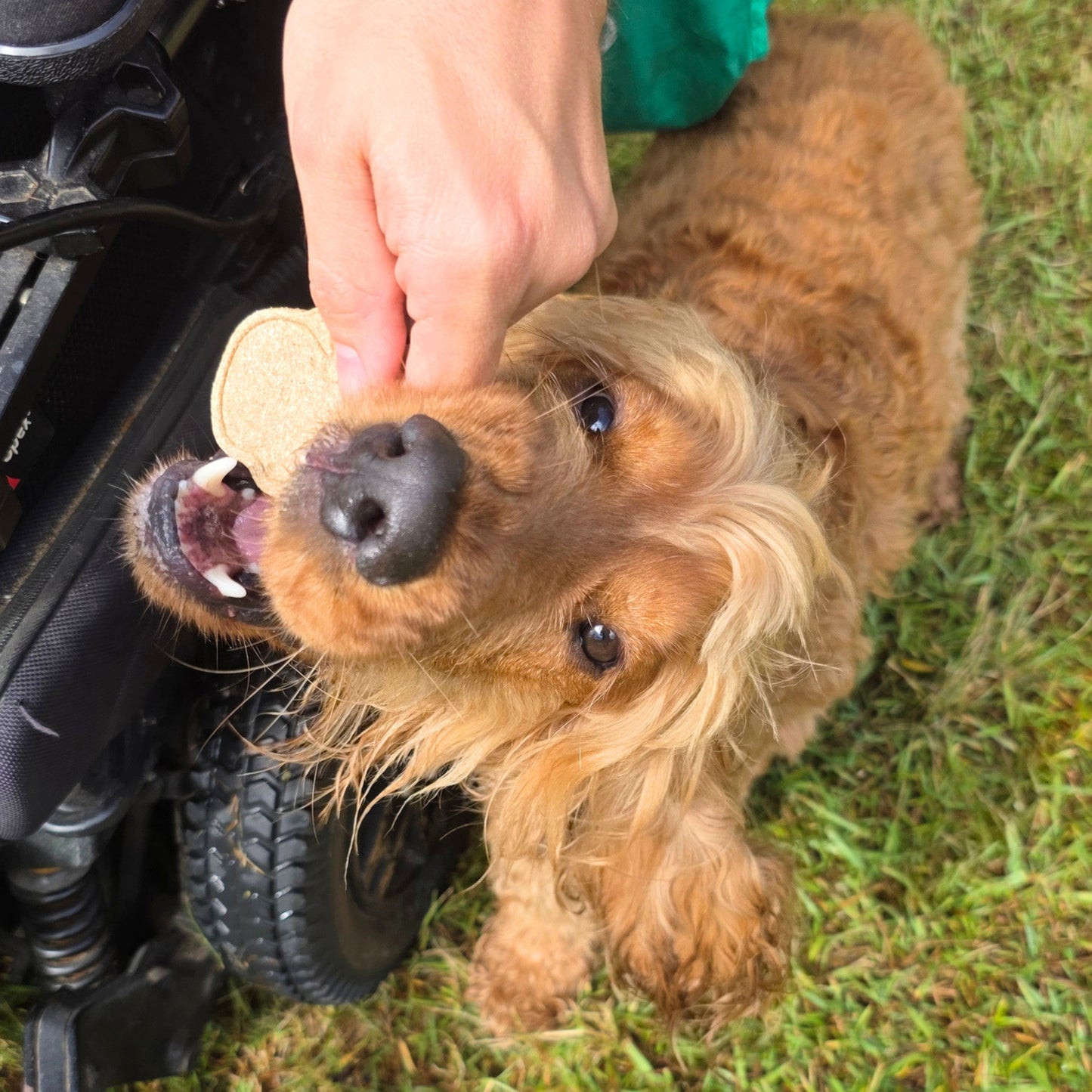 Apple Pie Dog Treat Cookies