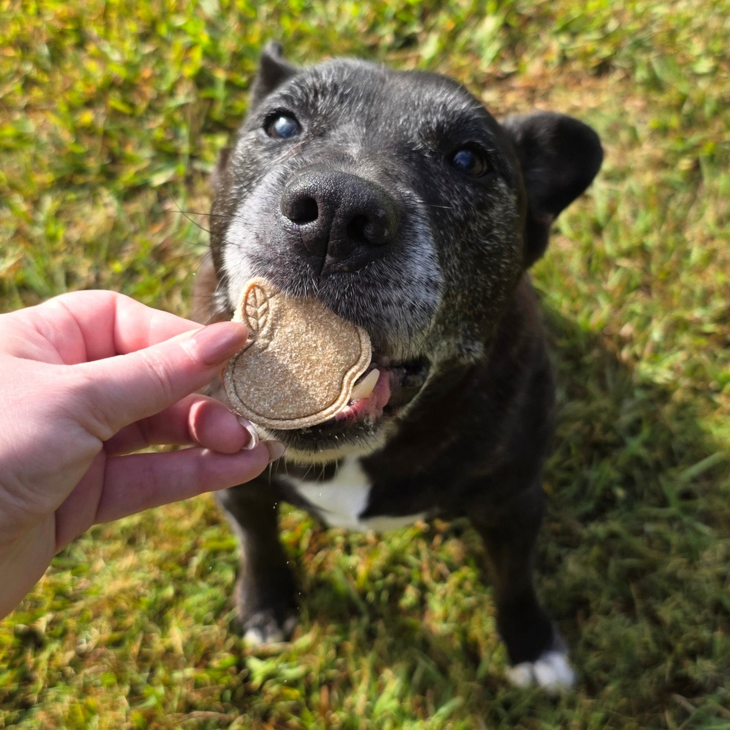 Apple Pie Dog Treat Cookies