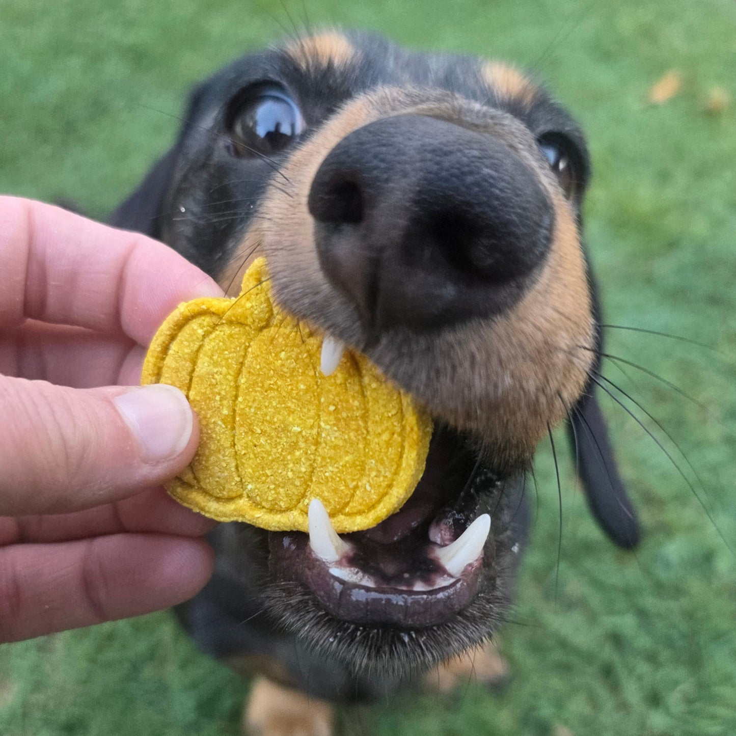 Pumpkin Delight Dog Treat Cookies