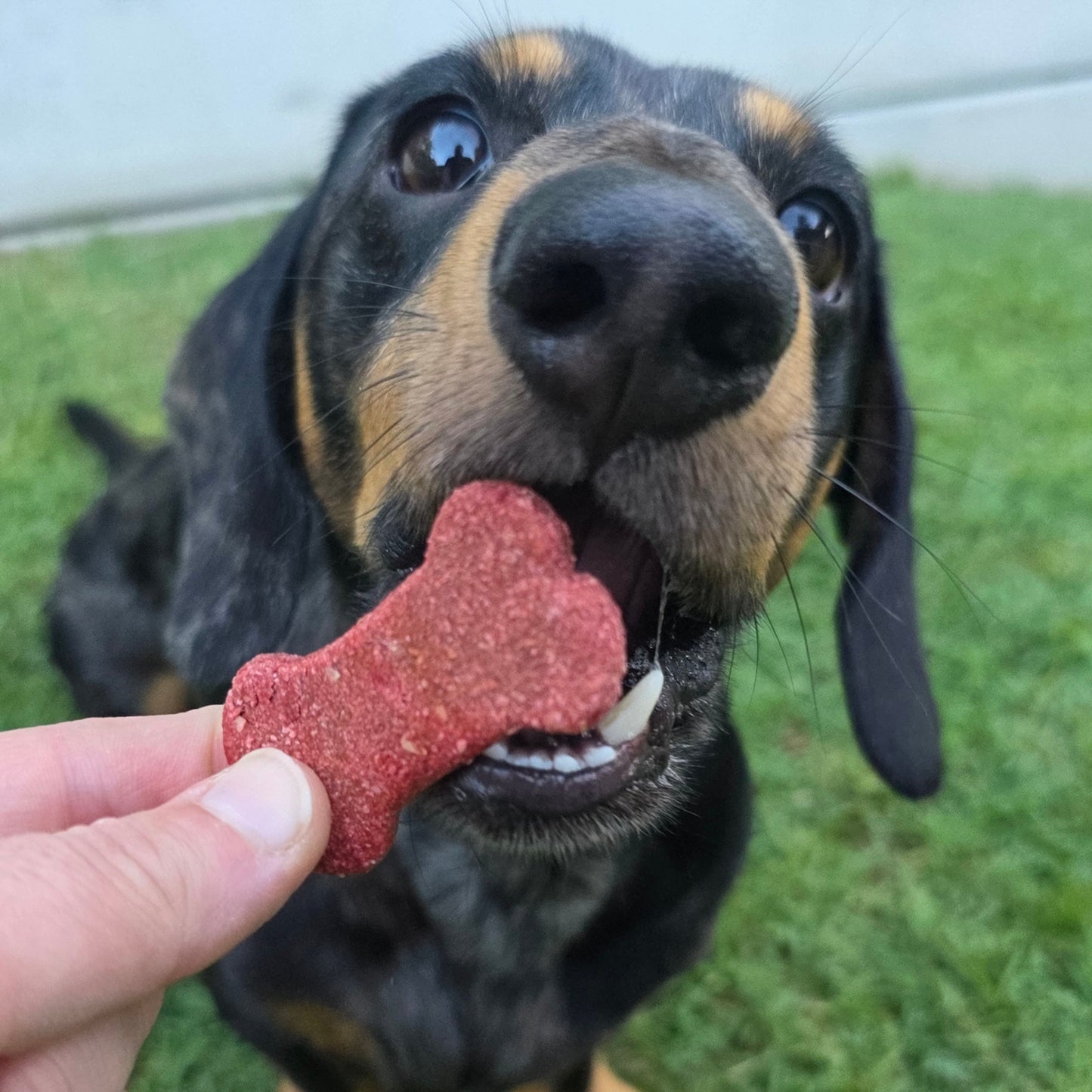 Bursting Beetroot Dog Treat Cookies